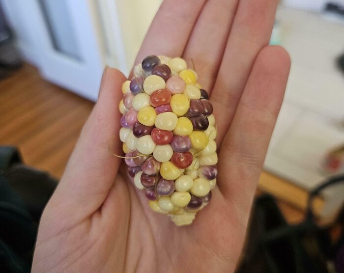 Hand holding small, colorful corn cob, symbolizing a gardening attempt with a modest harvest.
