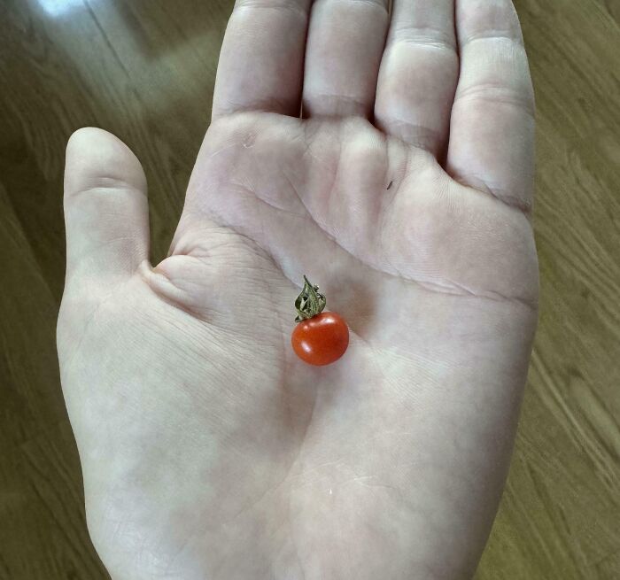 Hand holding a tiny tomato, highlighting a humorous gardening harvest fail.