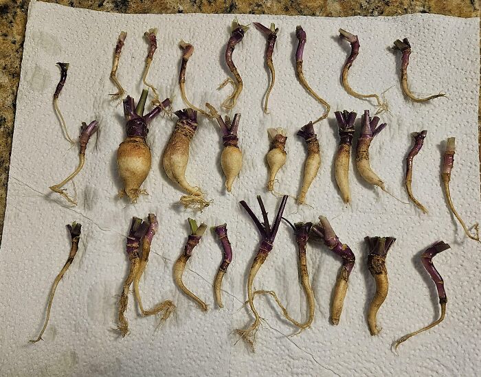 Small, unsuccessful garden harvest laying on a paper towel, showcasing tiny root vegetables.