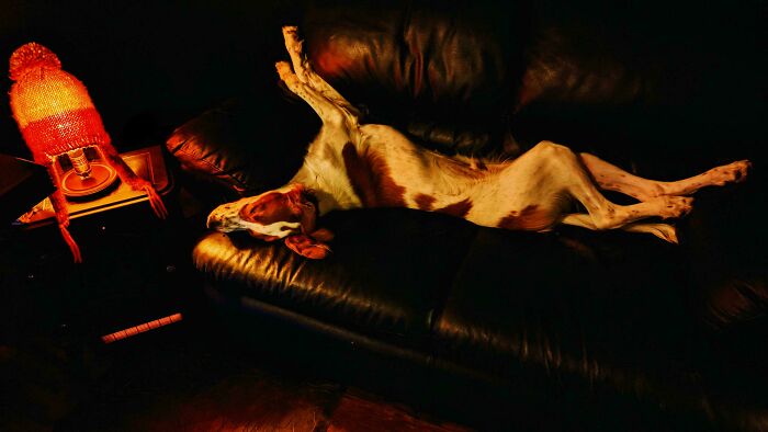Dog sprawled on a dark leather couch next to a vintage lamp, evoking an accidental Renaissance painting scene.