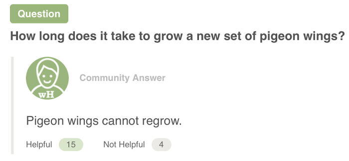 Question about pigeon wings on Quora with a community answer stating wings cannot regrow.