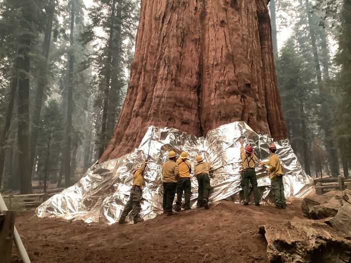 Los bomberos protegen al General Sherman, el árbol más grande del mundo, de un incendio forestal