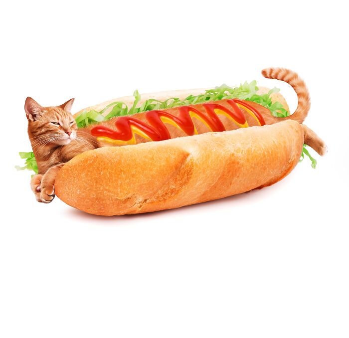 Cat integrated into a hot dog bun with toppings, blending feline and food art.