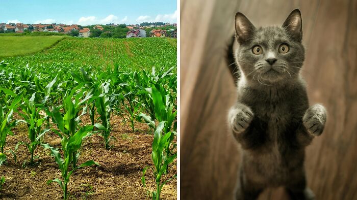 Left: Green cornfield under a clear sky. Right: Grey cat standing on hind legs, looking curious. Based on overlooked historical events.