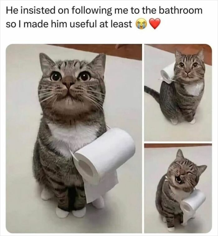Hardworking felines: a cute cat holding a toilet paper roll, looking amused.