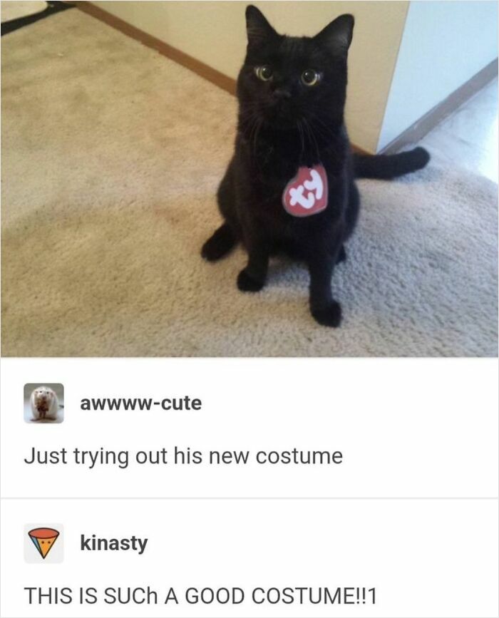 A black cat dressed in a Beanie Baby costume on a beige carpet.