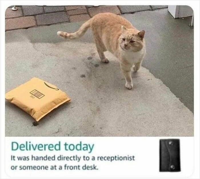 Cat standing near a delivered package on a porch with amusing text overlay, highlighting hardworking felines.