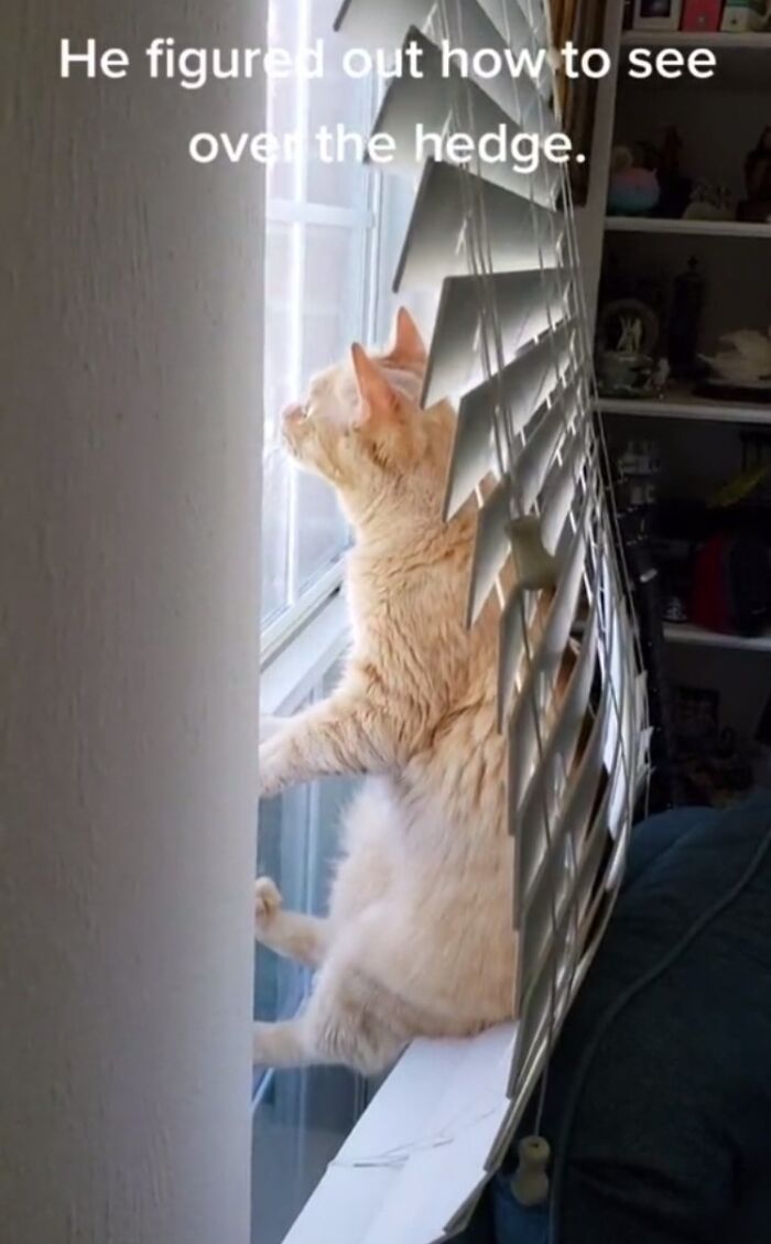 Hardworking feline peeking through window blinds, looking outside.