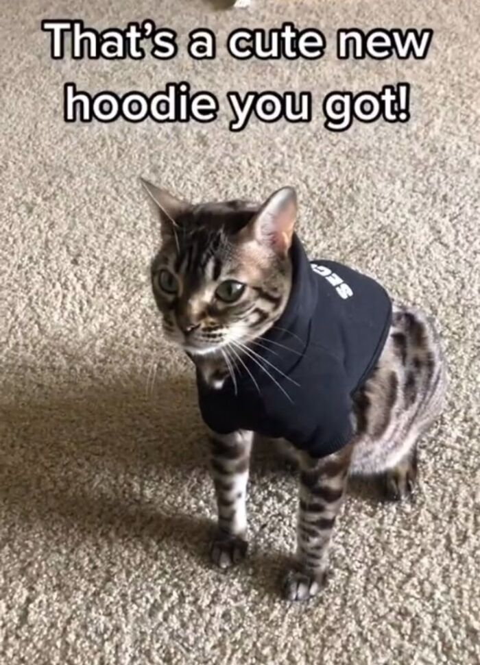 Cat in a black hoodie on carpet with text overlaying the image.