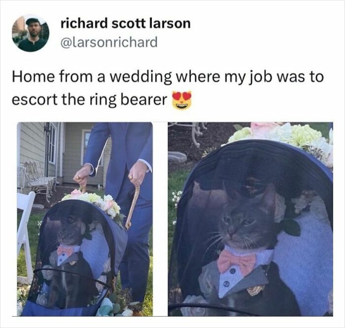 Cat in tuxedo sitting in a stroller at a wedding; hardworking feline escorting ring bearer.
