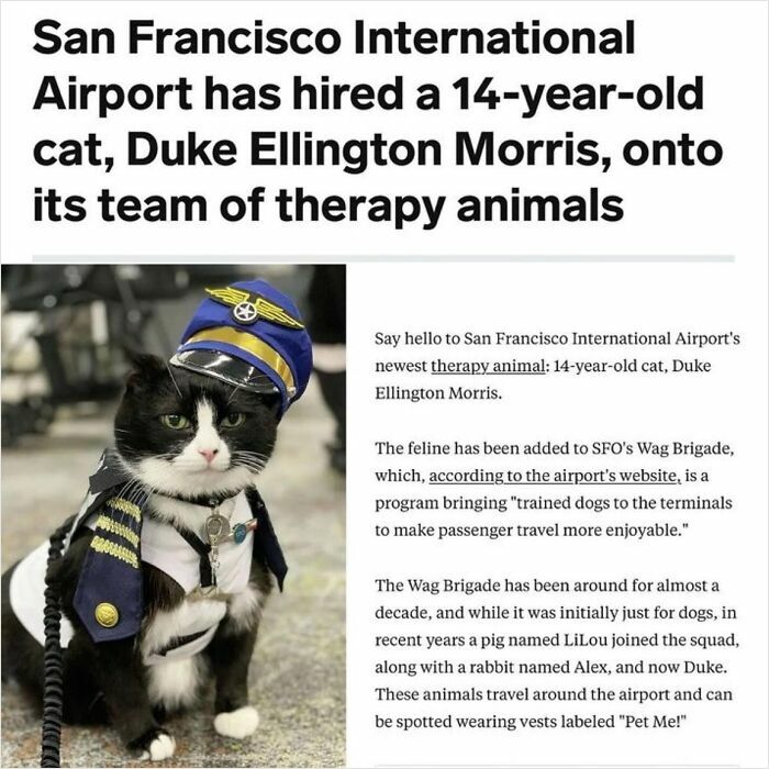 Therapy cat in a costume joins the airport's team to brighten travelers' days.