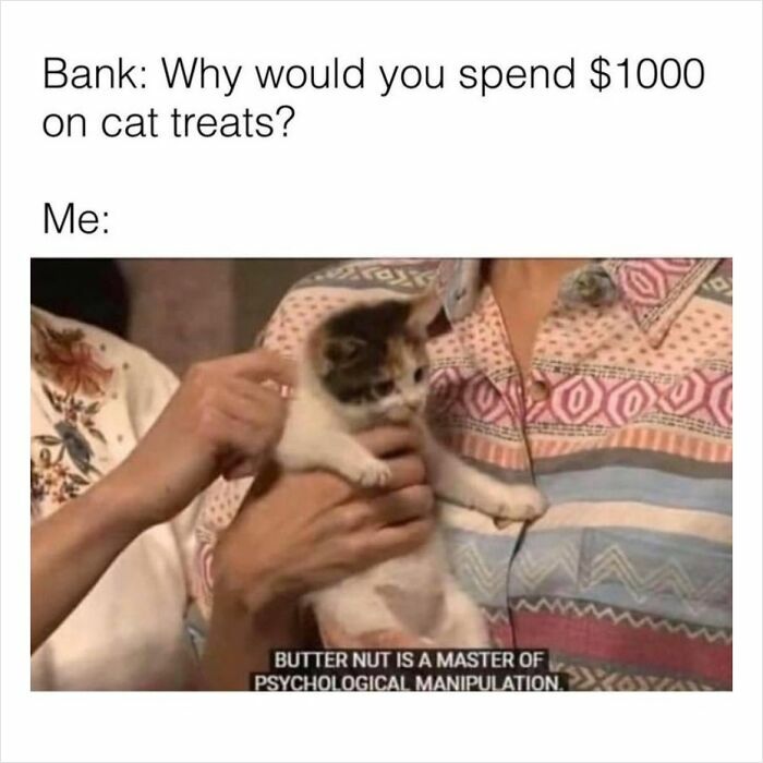 Person holding a kitten labeled as a master of psychological manipulation, conveying feline's charm and humor.