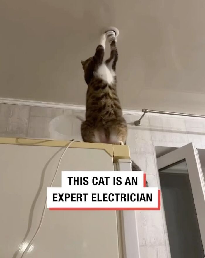 Cat standing on a refrigerator, reaching for a ceiling fixture with text overlay "This cat is an expert electrician."