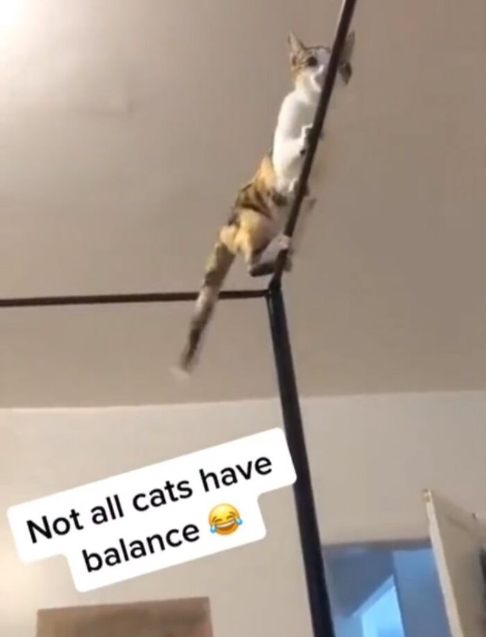 Cat balancing on a bar in a humorous pose.