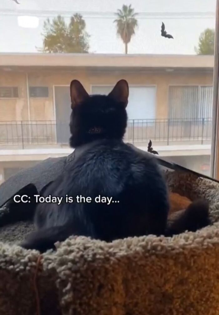 Black cat watching outside from perch, text reads: "Today is the day."