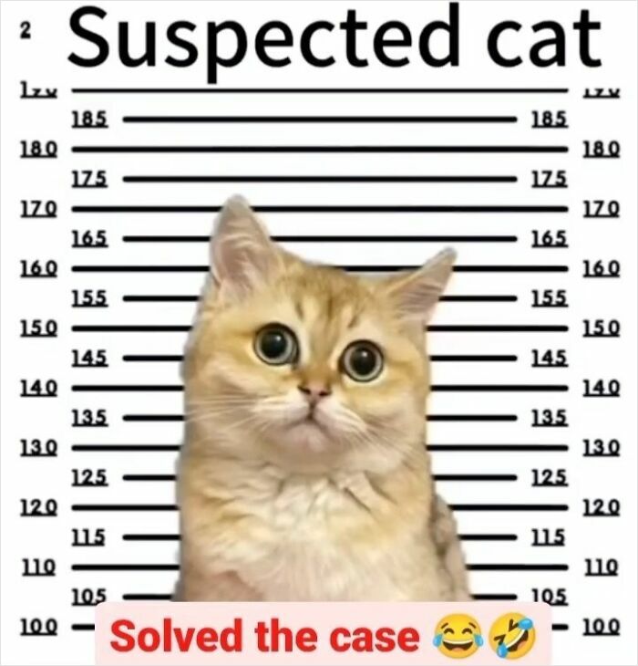 A cute feline in a mugshot photo with "Suspected cat" above, making you smile with its adorable expression.