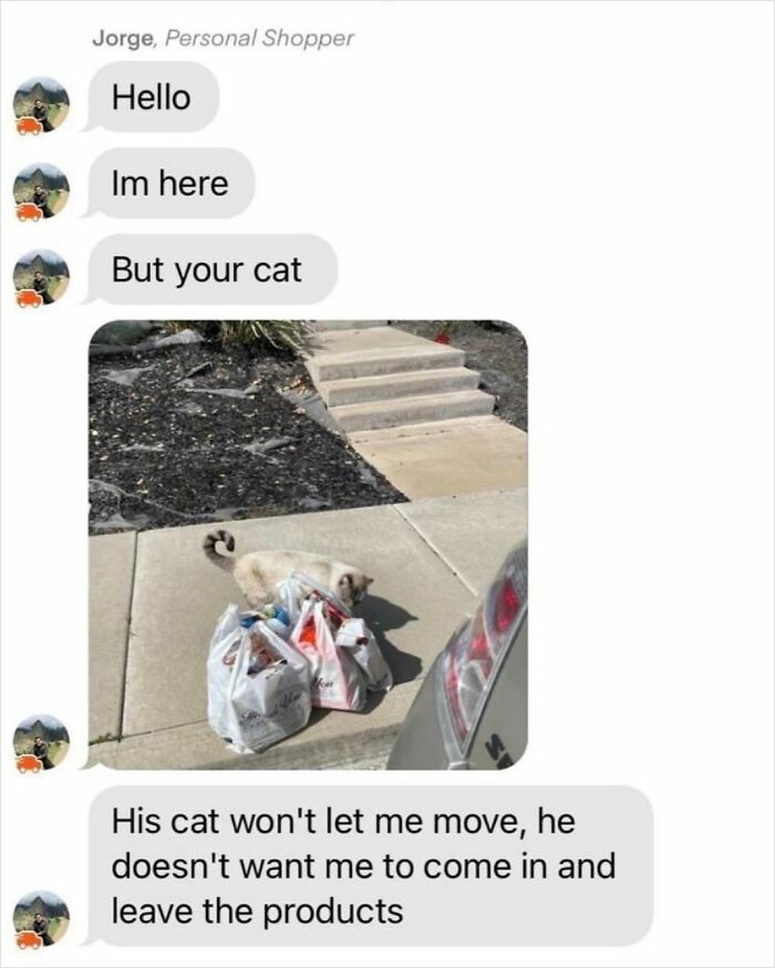 Playful feline obstructs delivery with bags on a sidewalk, amusingly guarding the path.