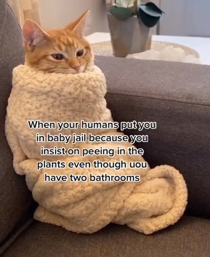 Cat wrapped in a cozy blanket on a couch, showcasing hardworking and mischievous feline antics.