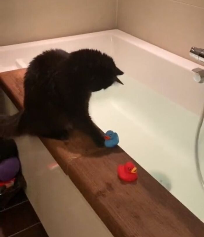 Hardworking feline plays with rubber ducks by a bathtub, capturing an adorable moment.