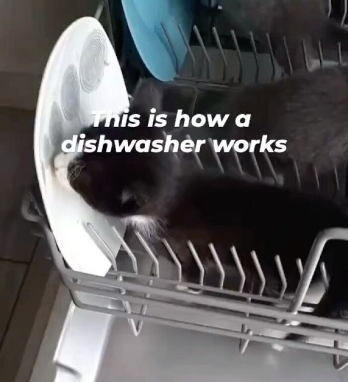 A hardworking feline licks a plate inside a dishwasher rack.