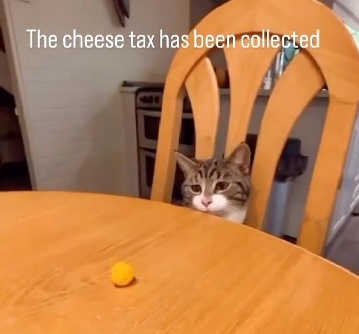 Hardworking feline sitting by a table with cheese, looking content and cute.