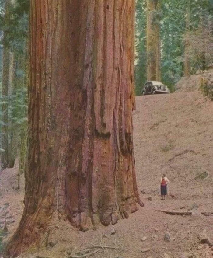 Una mujer junto a una secuoya en los años 50