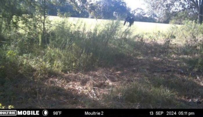 Creepy trail cam picture of a shadowy figure in a grassy field captured during daylight.