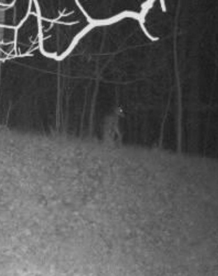 Eerie figure captured in a forest at night in creepy trail cam picture.