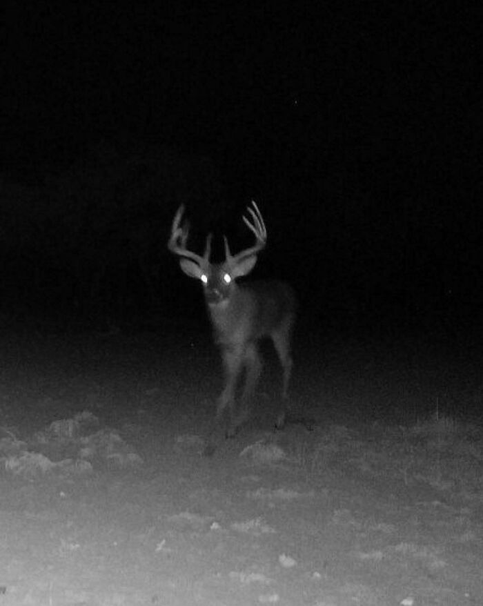 "Deer with glowing eyes captured in trail cam picture at night."