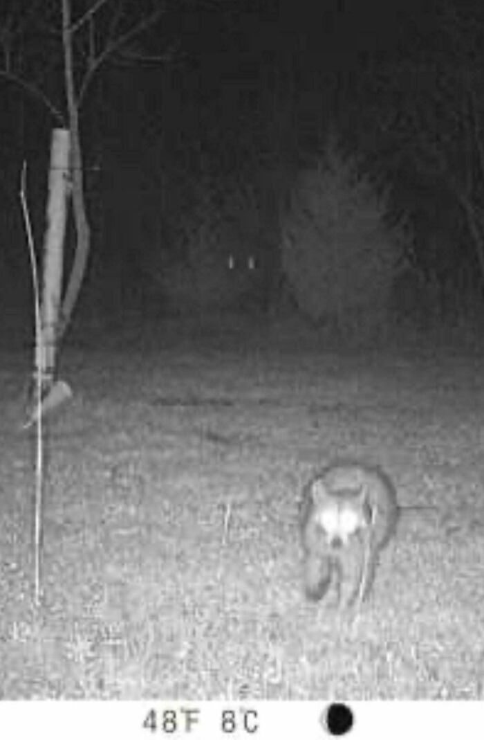 Nighttime trail cam capturing a mysterious animal and glowing eyes in the background, illustrating creepy trail cam pictures.