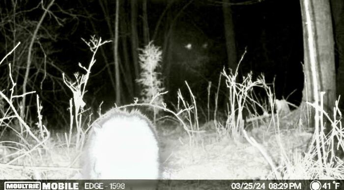 Creepy trail cam picture showing a mysterious glowing animal in a dark forest, surrounded by leafless branches.
