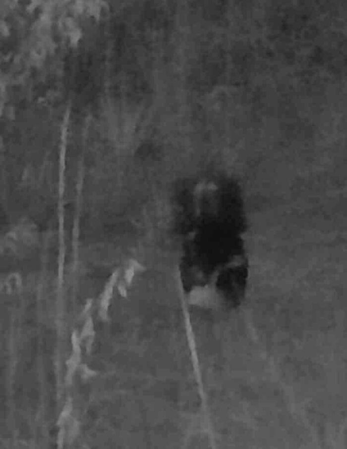 A mysterious figure captured in a dimly lit trail cam picture in the woods.