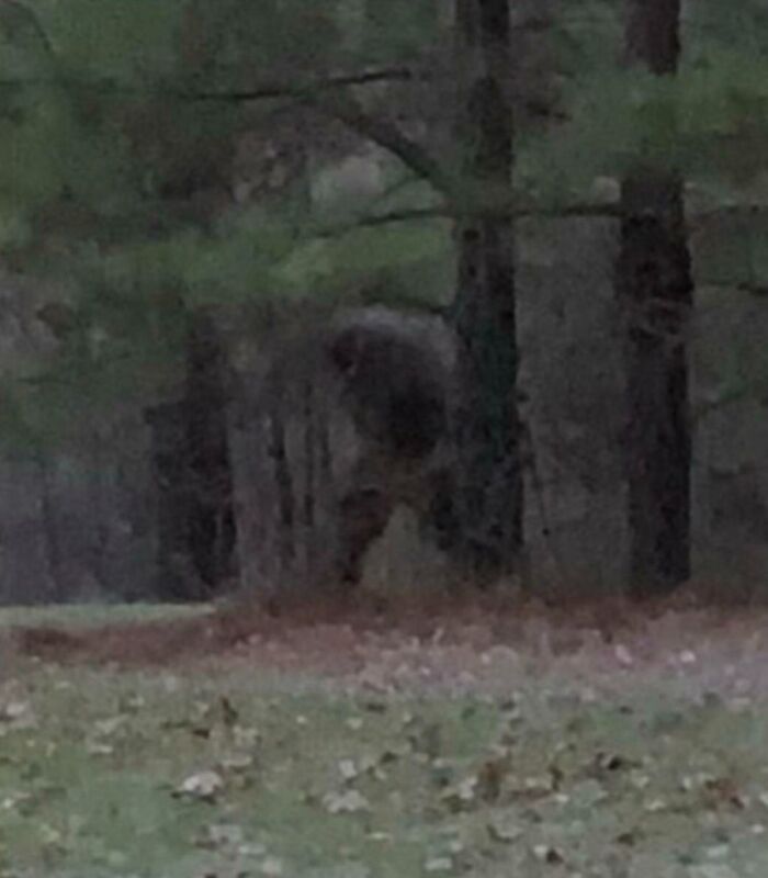 Blurry creature in the woods captured on creepy trail cam picture.