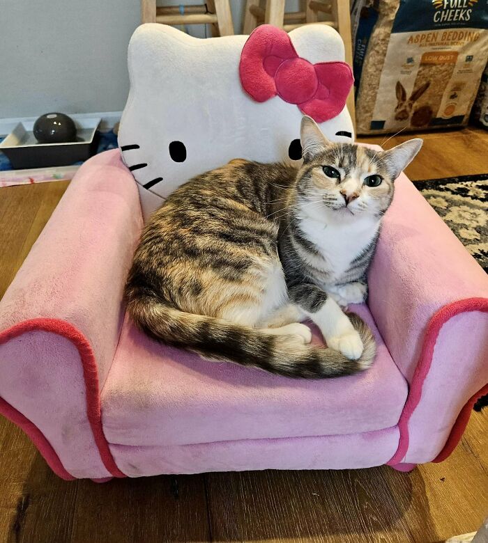 Cat lounging on a pink Hello Kitty-themed chair, a weird and wonderful secondhand find.