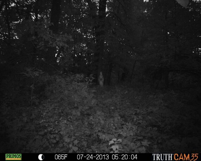 A shadowy figure captured in the woods at night by a trail cam, conveying an eerie atmosphere.