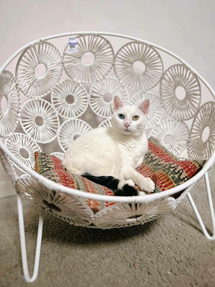 White cat with heterochromatic eyes lounging on a colorful cushion in a unique secondhand circular chair.