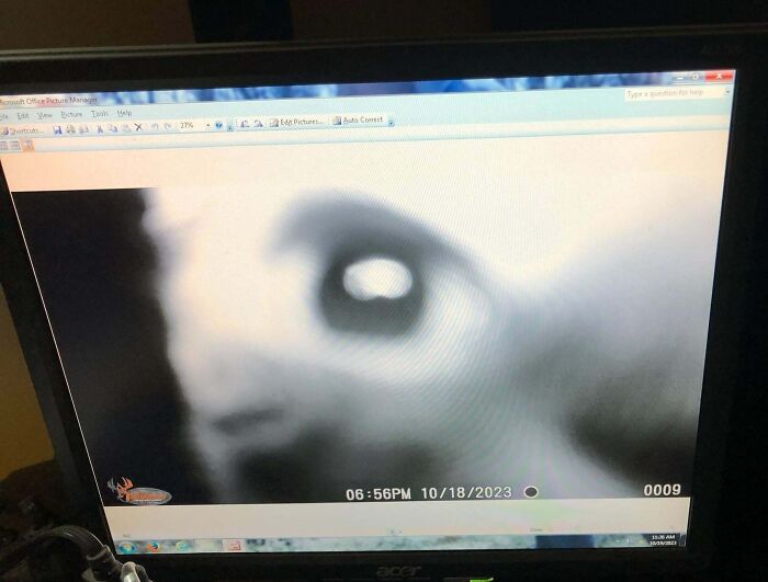Close-up of a mysterious creature's eye captured on a trail cam, exuding a creepy atmosphere.