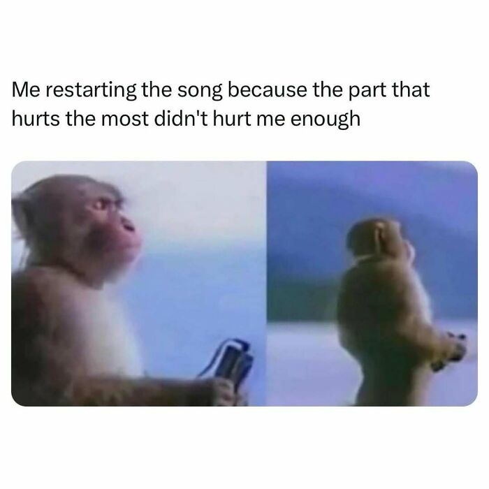 Monkey looking contemplative while holding a device, illustrating funny posts about barely holding it together and emotional moments.