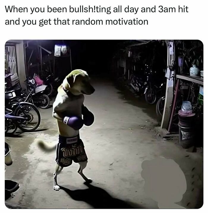 Dog standing on two legs wearing boxing gloves and shorts, humorously showing motivation in a funny post about barely holding it together.