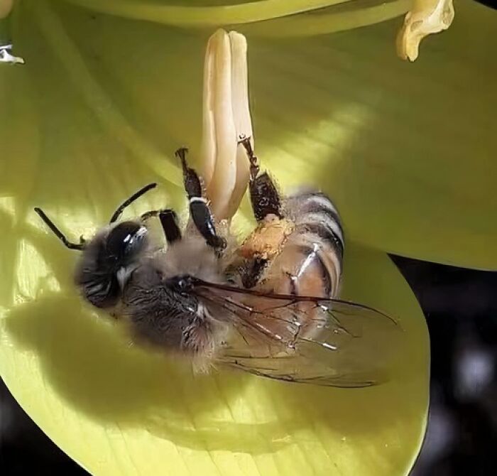 Bee collecting pollen on a yellow flower, a fascinating fact of nature's pollination process.