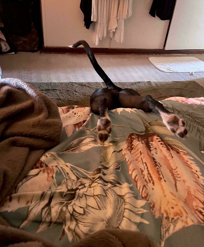 Dog lying belly up on a bed with paws and tail visible, showcasing a playful shenanigan.