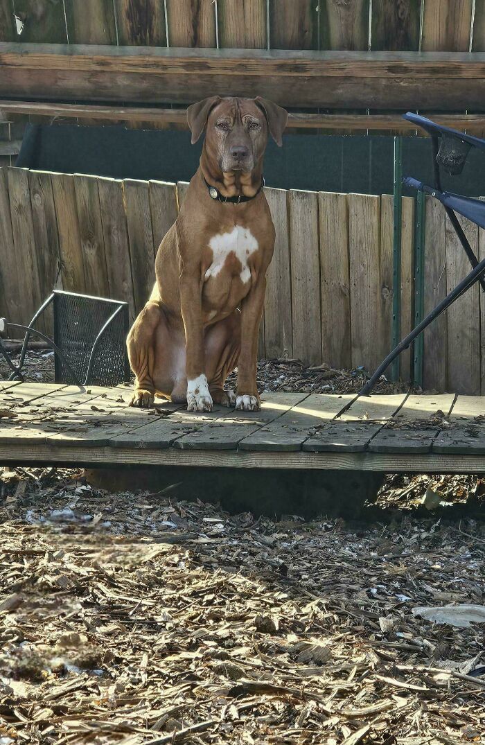 A dog sits confused on a wooden platform, displaying funny shenanigans.
