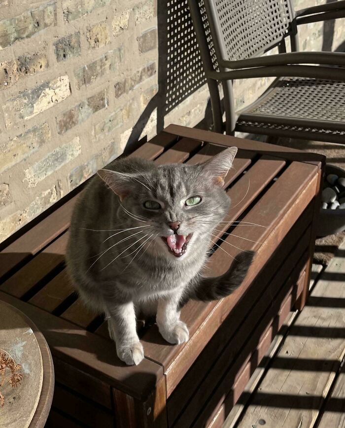 Gray cat meowing loudly while sitting on a wooden bench outside in the sunlight near a brick wall.
