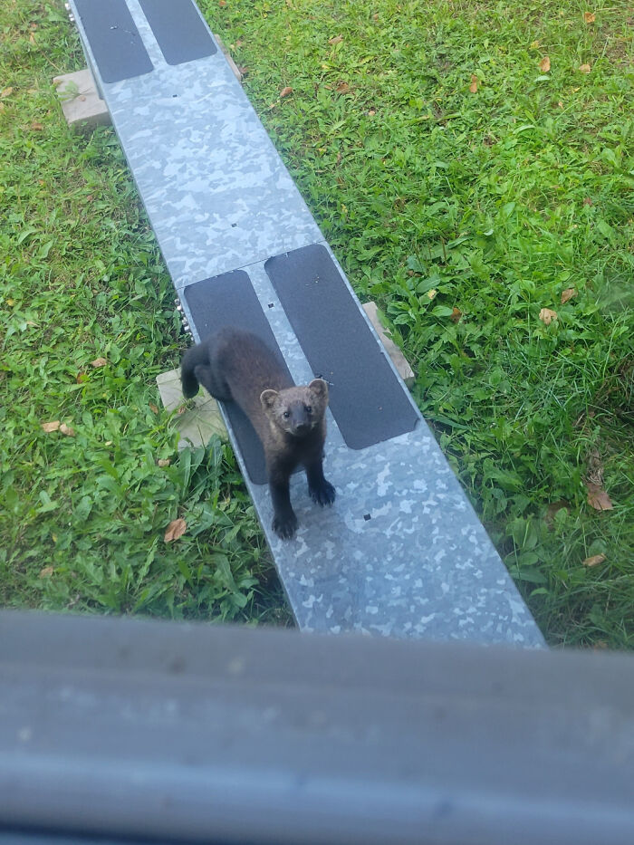 A curious animal standing on a metal plank in a grassy area, exemplifying beautiful wildlife photography.