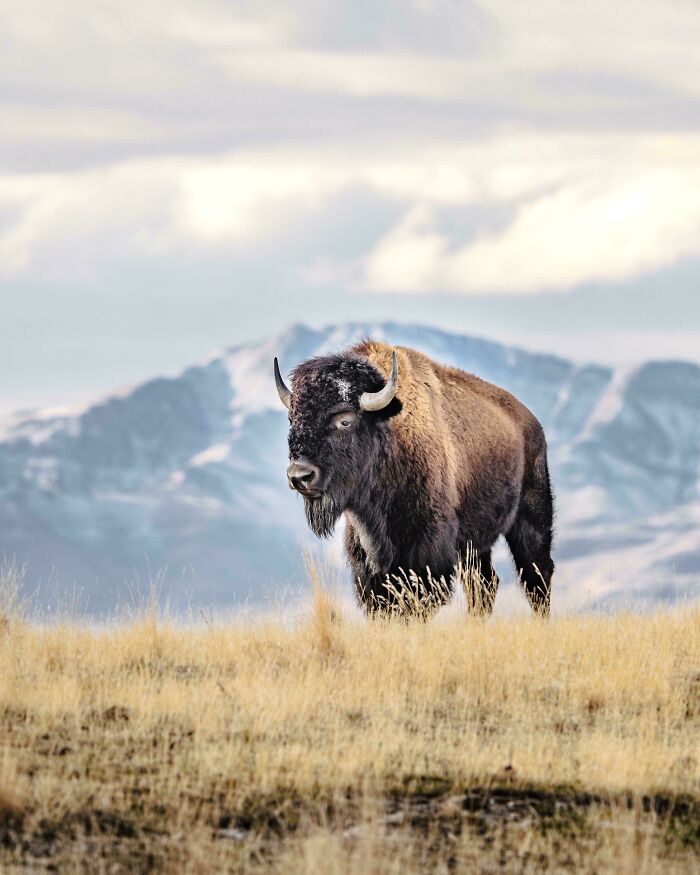 Bison standing in a grassy field with snowy mountains in the background, showcasing beautiful wildlife photography.