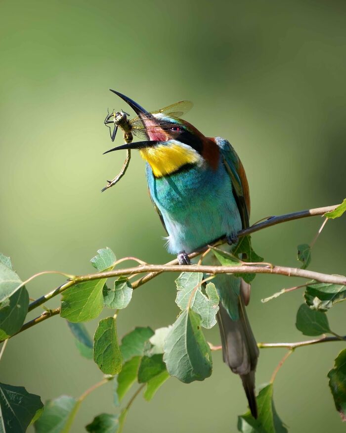A colorful bird perched on a branch, capturing an insect in its beak, showcasing beautiful wildlife photography.