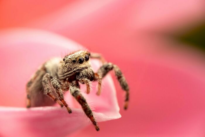 Beautiful wildlife photograph of a spider on a pink flower petal with blurred background.