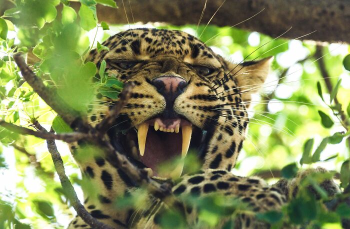 Yawning leopard showing teeth, hidden among lush green leaves in a wildlife setting.