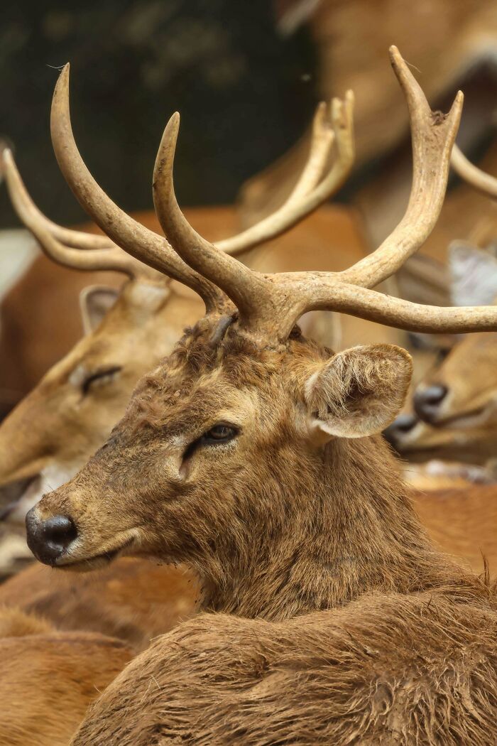 Deer with large antlers resting, showcasing beautiful wildlife.