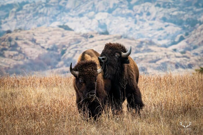 Two bison standing in a golden field with rocky hills in the background, showcasing beautiful wildlife.